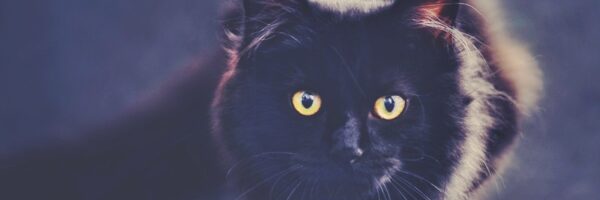cat-694730-10
