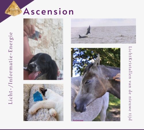 Ascension-Licht-Information-