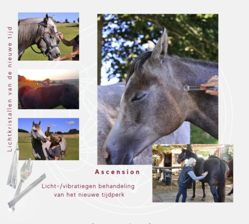 Ascension-paarden