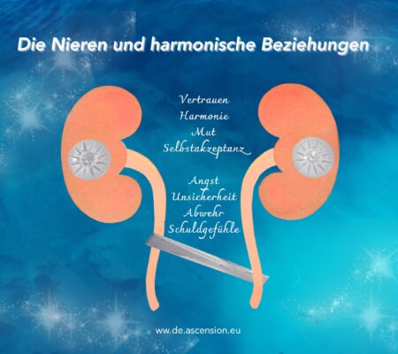 Nieren-Beziehungen-scaled-450x400 kidneys