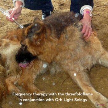Ascension-dog-frequency-therapy